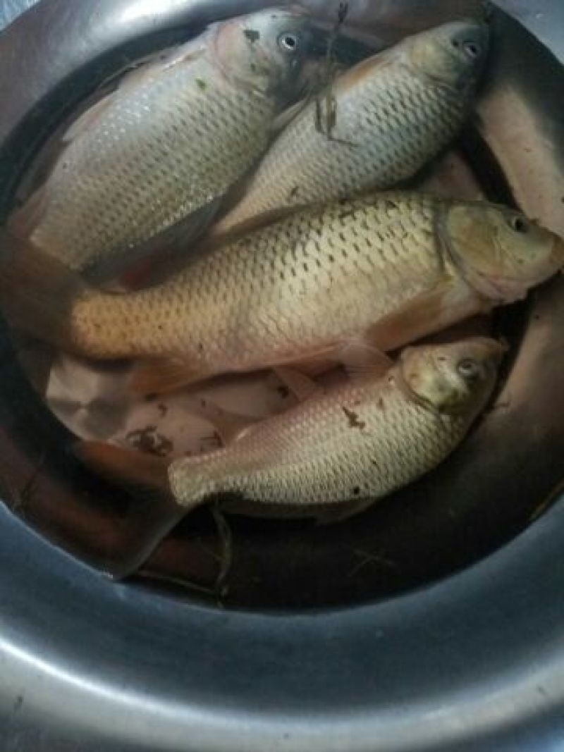 鲤鱼0.5~1公斤食用