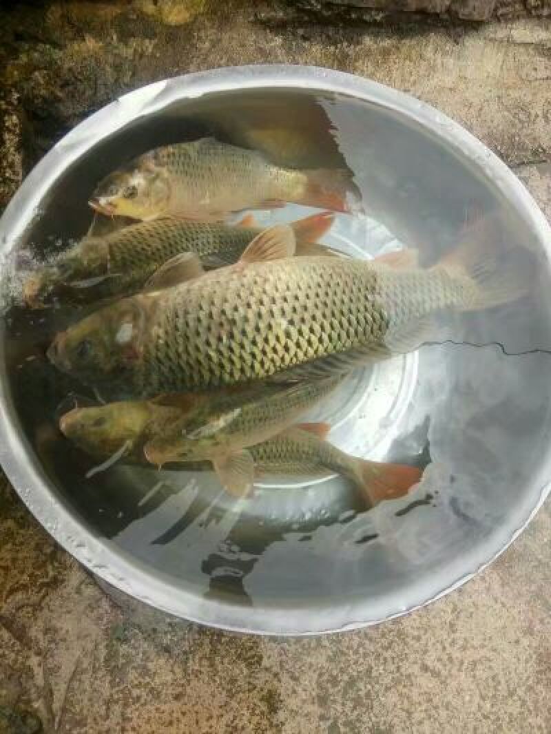 鲤鱼0.5~1公斤食用