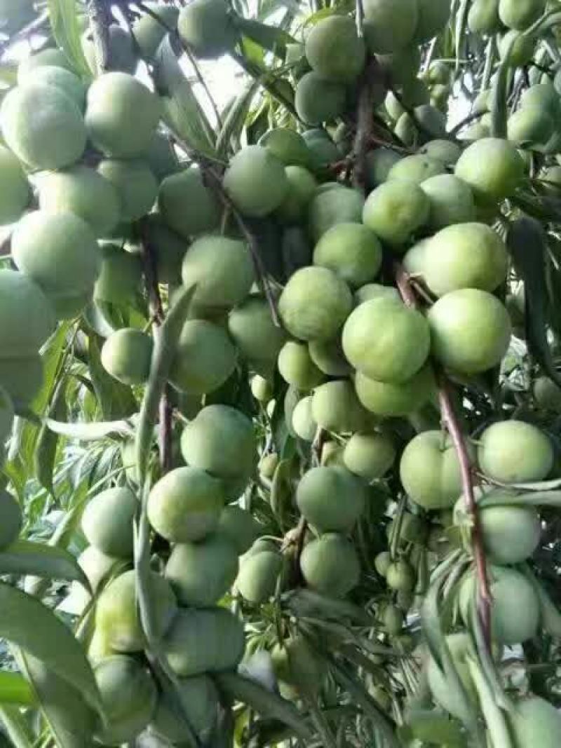 晚熟青脆李子苗，脆甜离核，免费技术，包品种包邮
