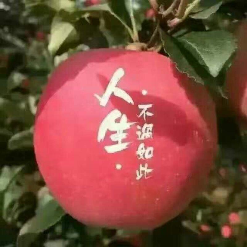 红富士苹果70mm以上纸袋