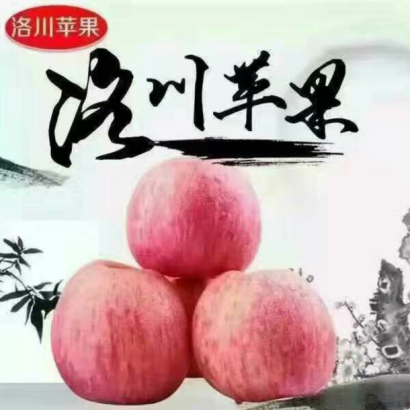 红富士苹果70mm以上纸袋