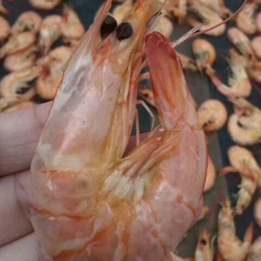 虾干一级