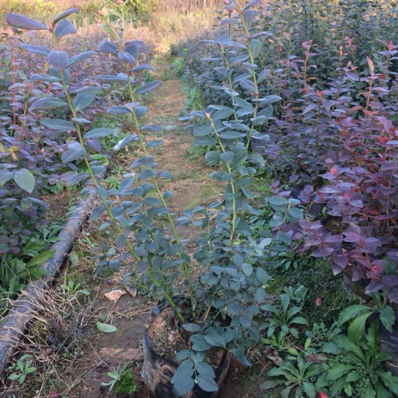 蓝莓苗1~2年50~80cm