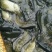 草鱼苗6~8cm人工养殖量大从优基地直发