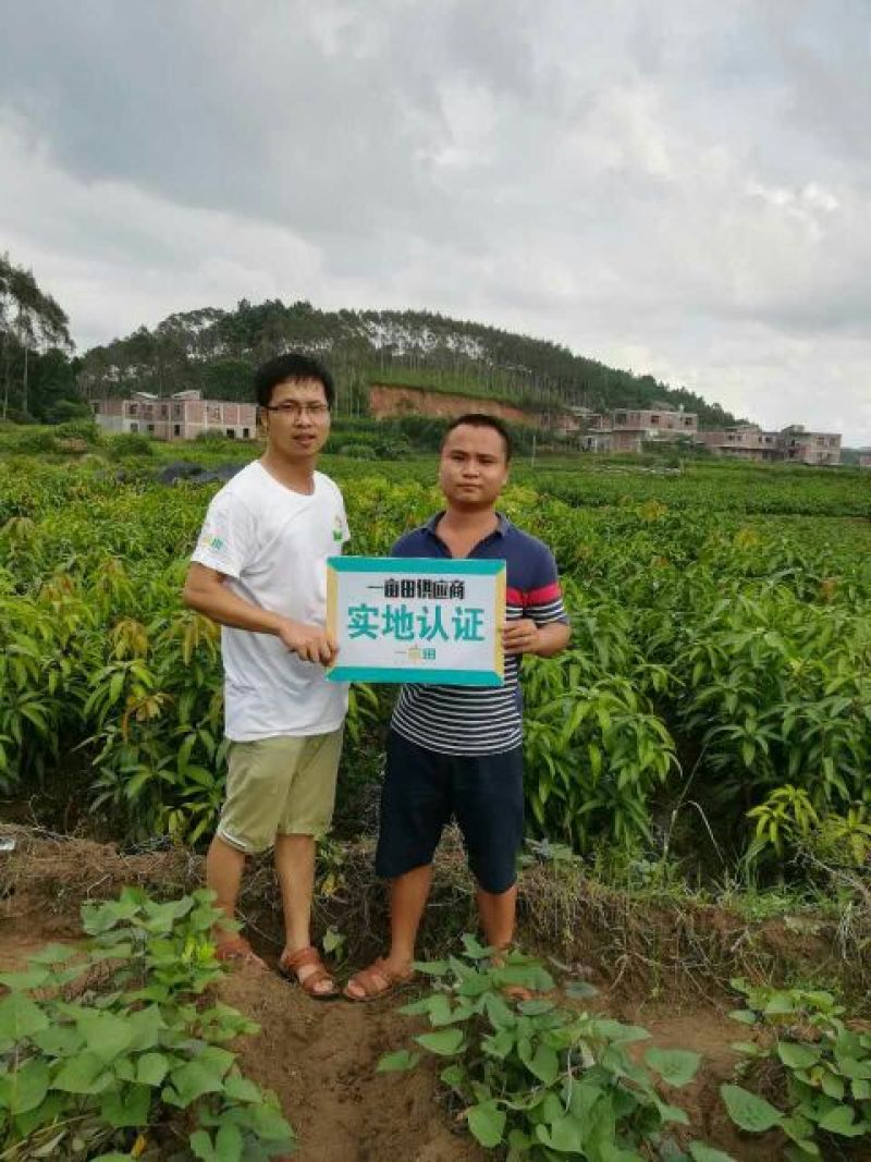 杨桃苗台湾大红杨桃苗酸杨桃苗