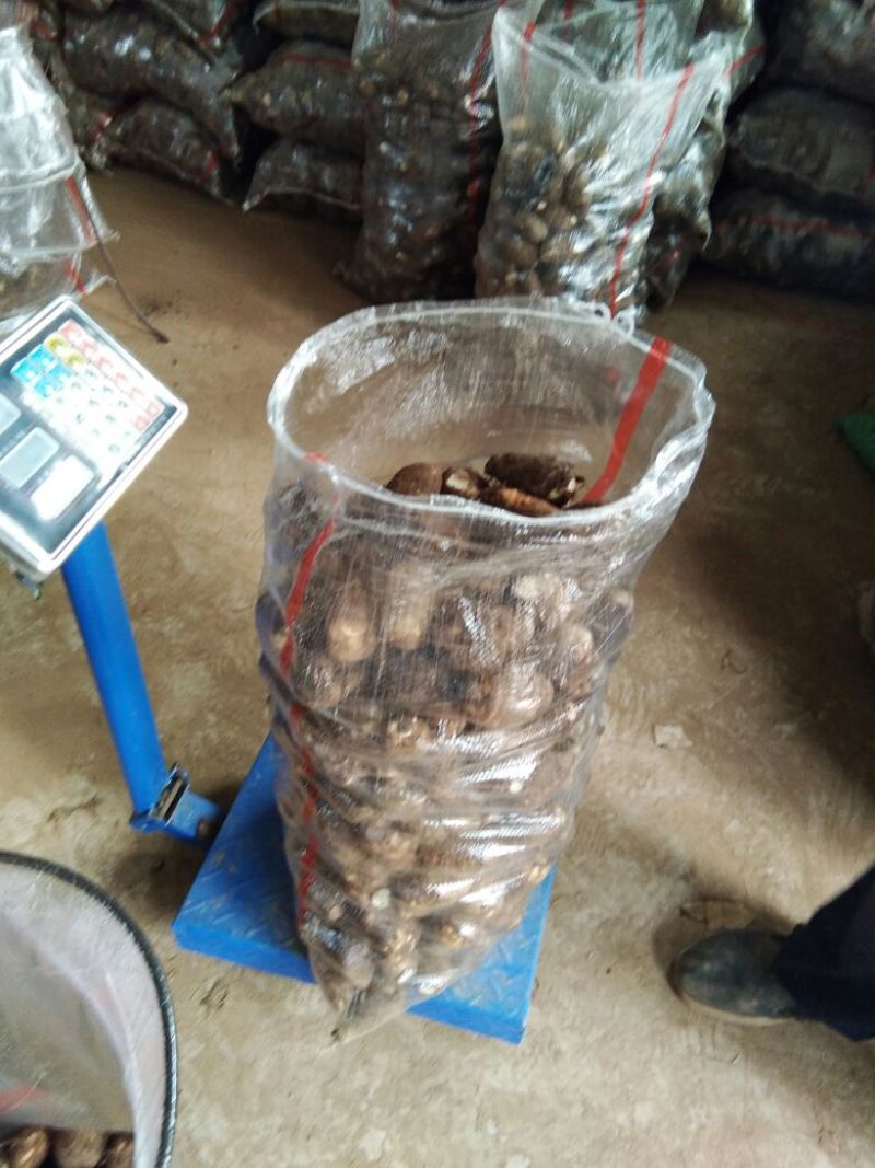 山东毛芋头通货供应，货源充足，供电商各个平台全国代发，