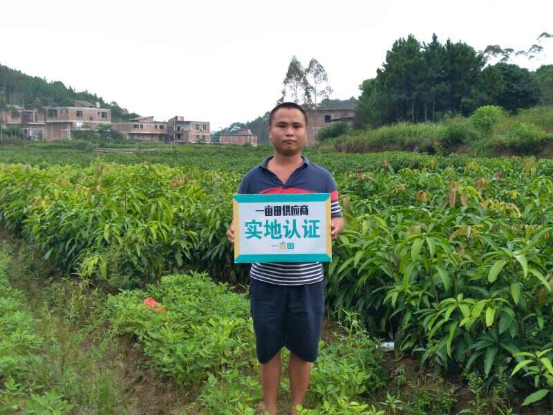 塔罗科血橙苗50~80cm