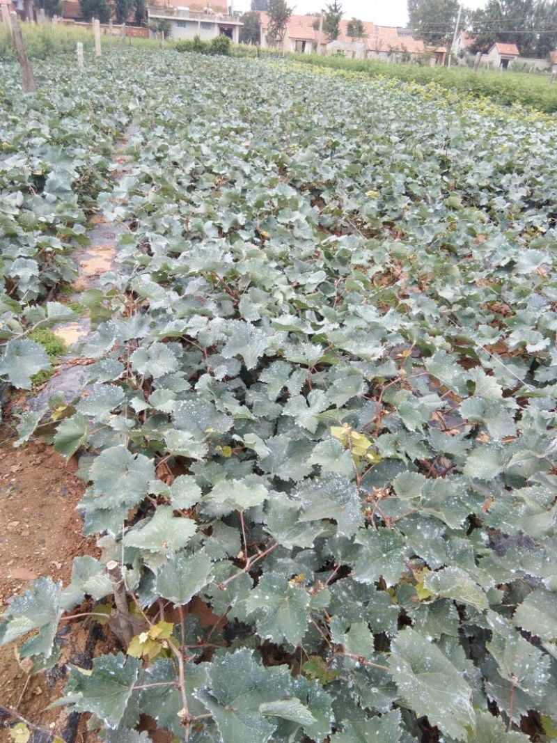 优质葡萄苗供应基地