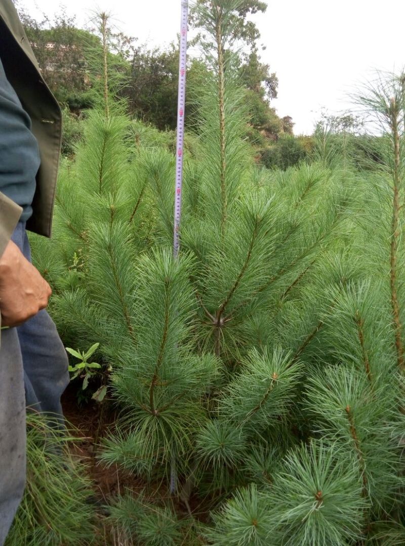 华山松80~100cm