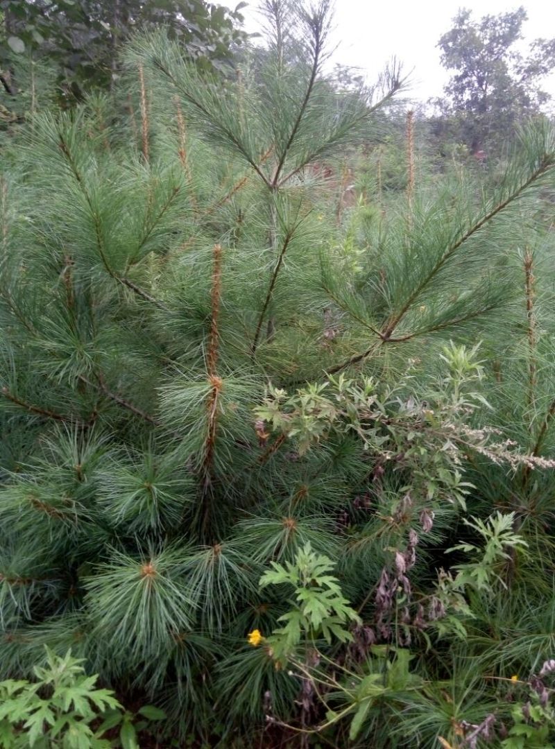 华山松80~100cm