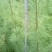 华山松80~100cm
