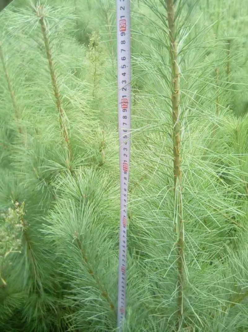 华山松80~100cm
