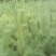 华山松80~100cm