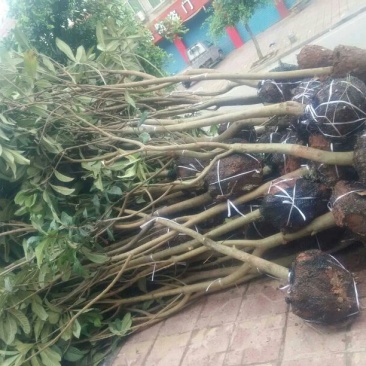 枇杷树10cm以下