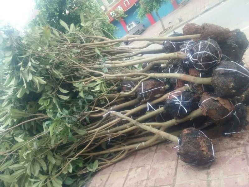 枇杷树10cm以下