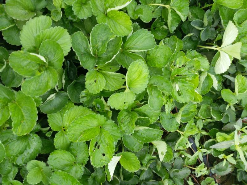 甜宝草莓苗脱毒草莓苗基地，基质穴盘苗，假植苗