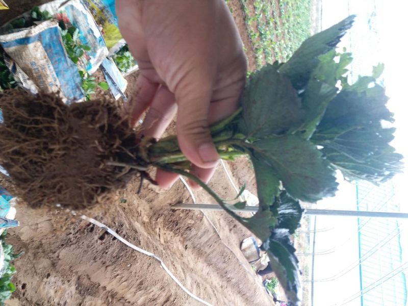 甜宝草莓苗脱毒草莓苗基地，基质穴盘苗，假植苗