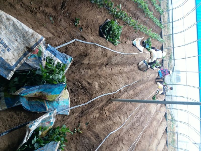 甜宝草莓苗脱毒草莓苗基地，基质穴盘苗，假植苗