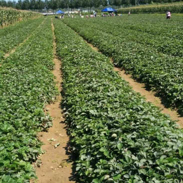 甜宝草莓苗脱毒草莓苗基地，基质穴盘苗，假植苗