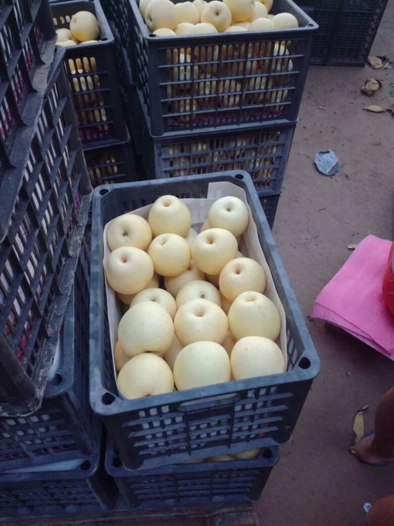 皇冠梨300~350g筐装