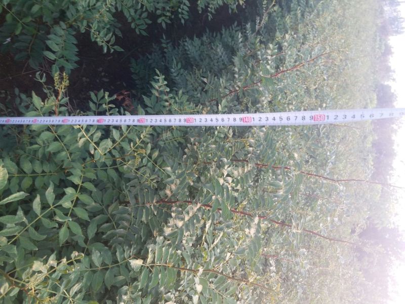 花椒苗大红袍花椒苗，根系发达，量大优惠