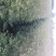花椒苗大红袍花椒苗，根系发达，量大优惠