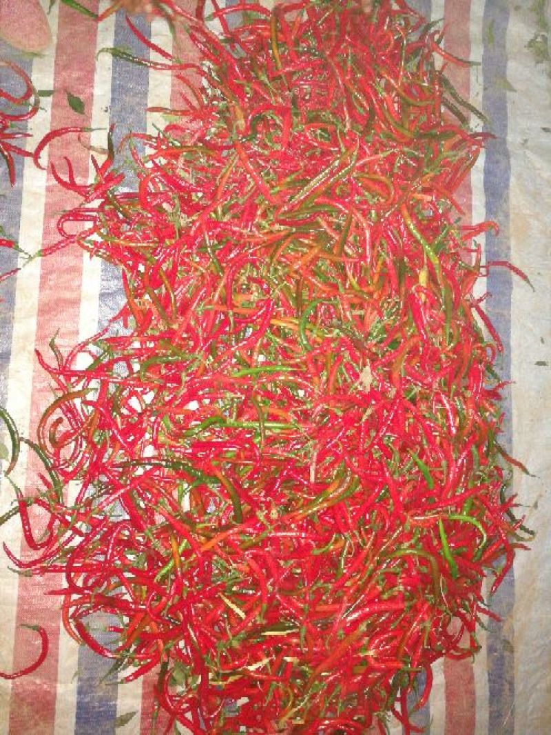 红线椒15~20厘米红特辣