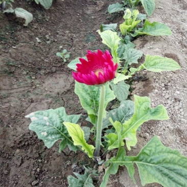 扶郎花