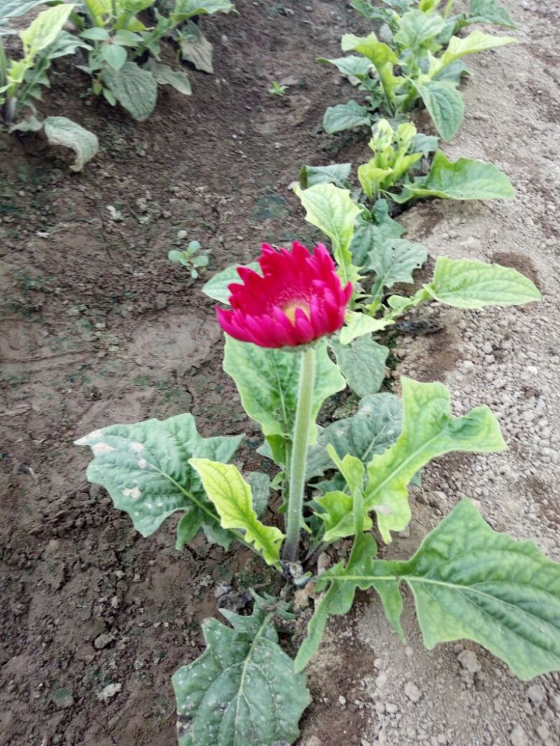 扶郎花
