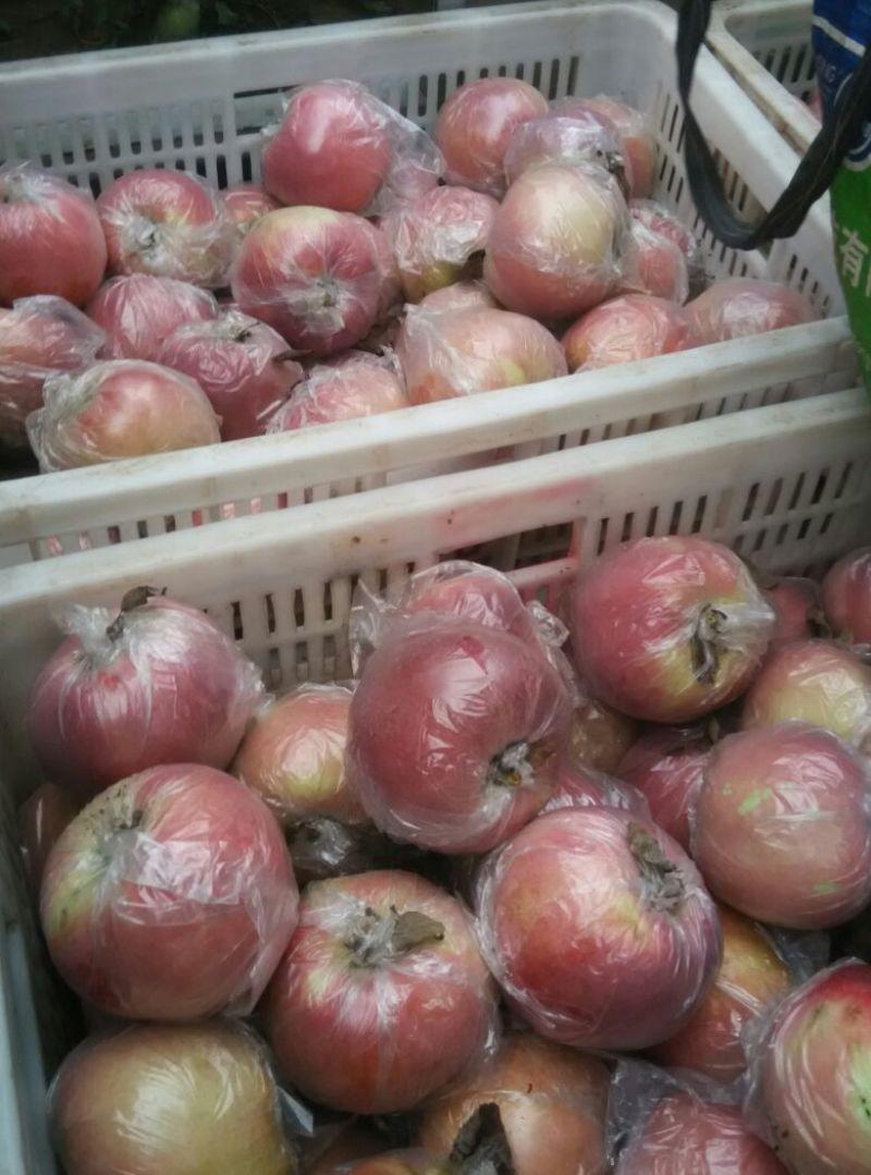中秋王苹果80mm以上膜袋