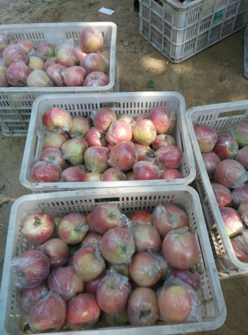 中秋王苹果80mm以上膜袋