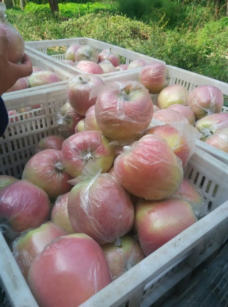 中秋王苹果80mm以上膜袋