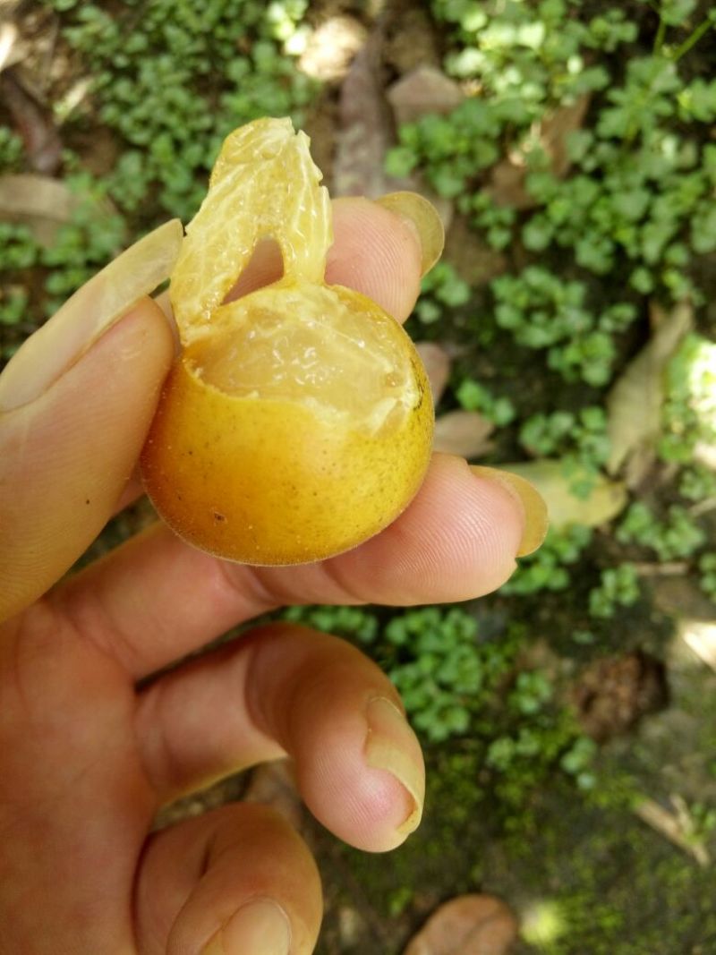 无核黄皮苗30~50cmcm