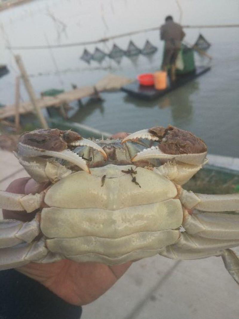 河蟹长荡湖公5两母蟹