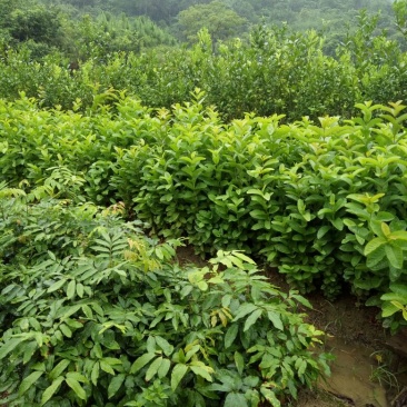 西瓜番石榴苗50~80cm