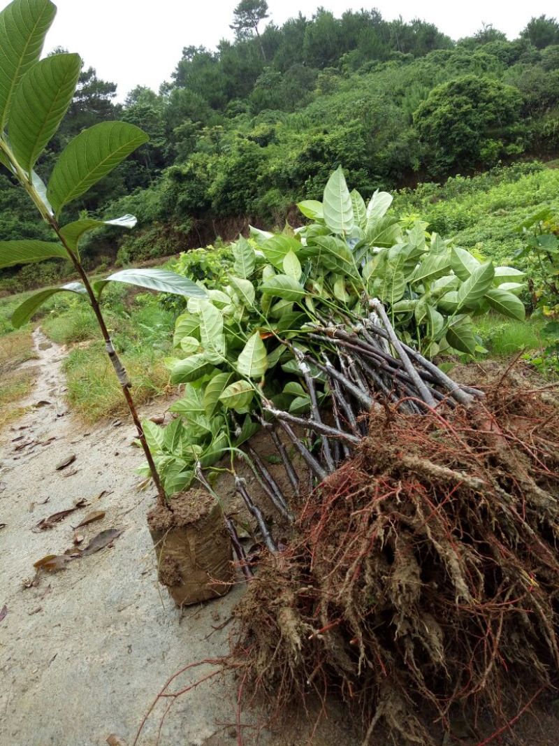 西瓜番石榴苗50~80cm