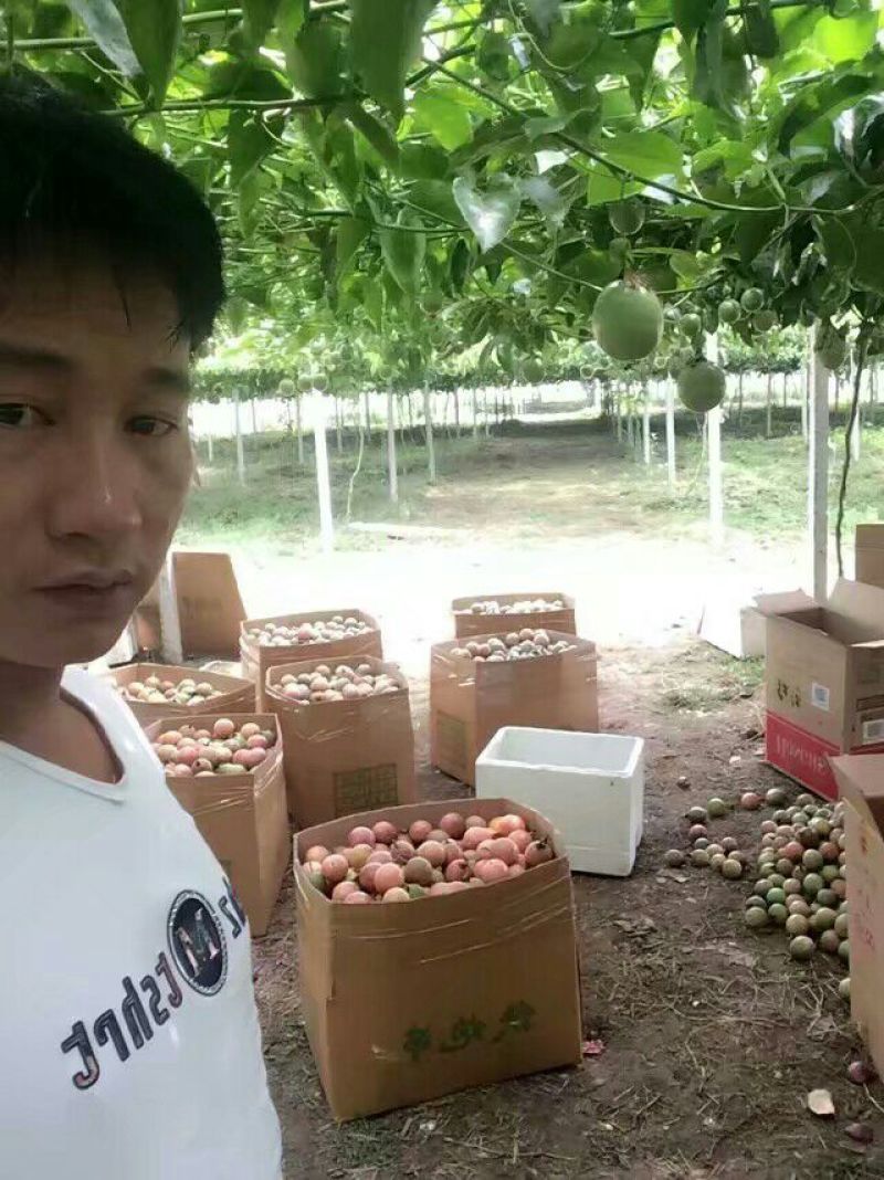 葡萄水泥柱专业搭百香果架
