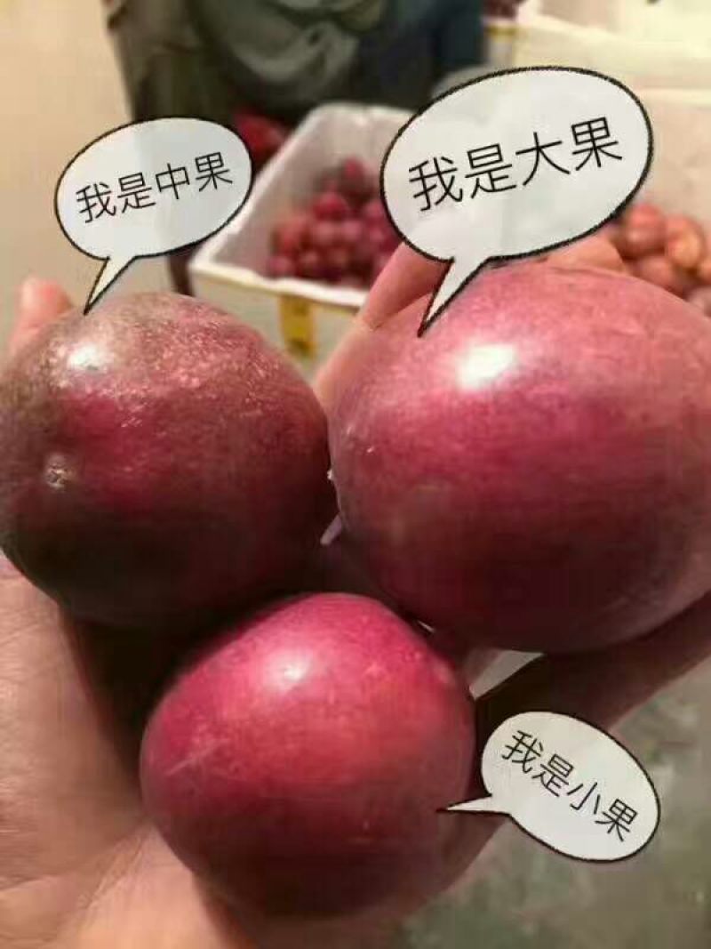 葡萄水泥柱专业搭百香果架