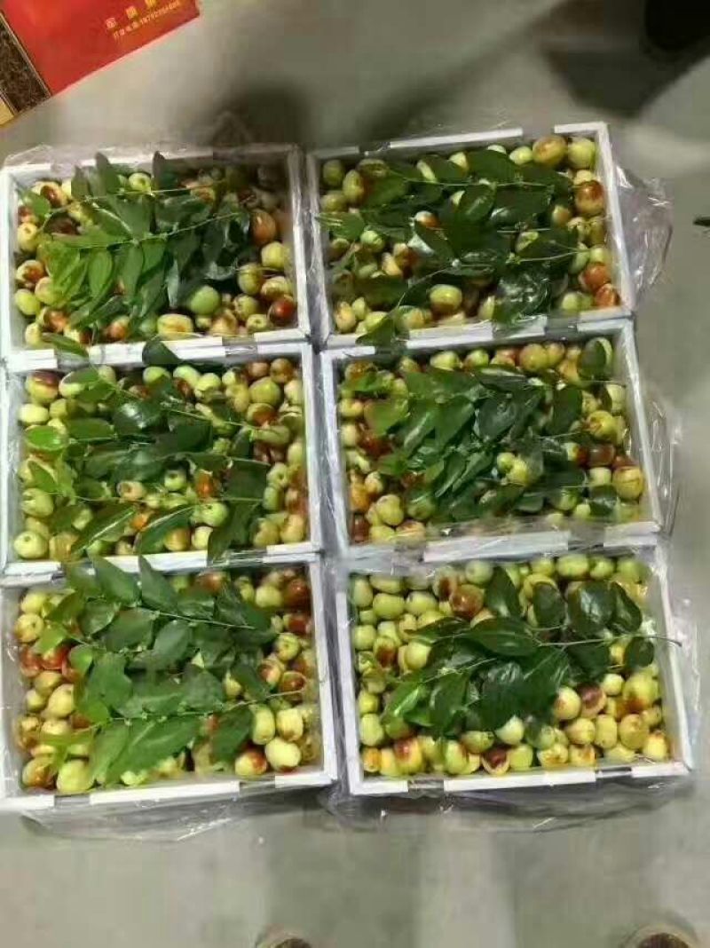 冬枣直口