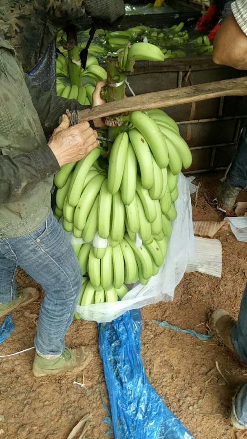 广西香蕉之乡威廉斯香蕉七成熟