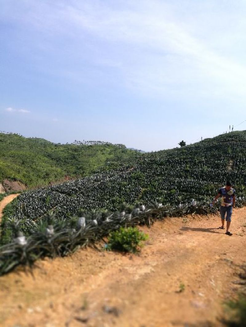 广东陆丰无眼菠萝（菲律宾凤梨品种丿