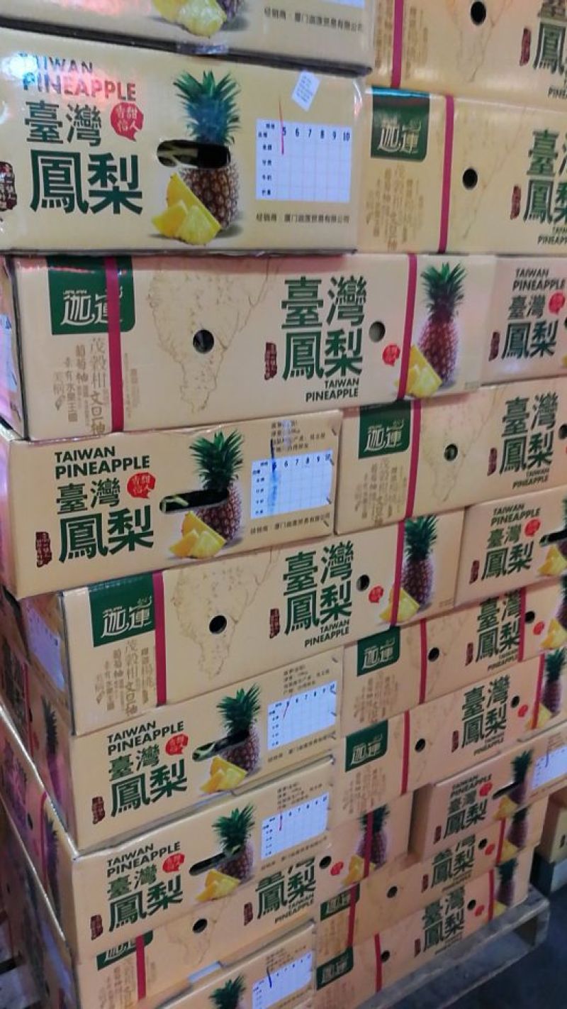 广东陆丰无眼菠萝（菲律宾凤梨品种丿