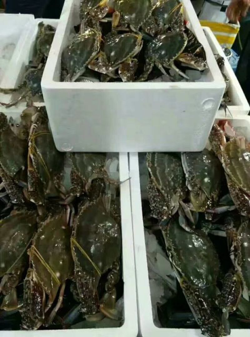疣状梭子蟹食用