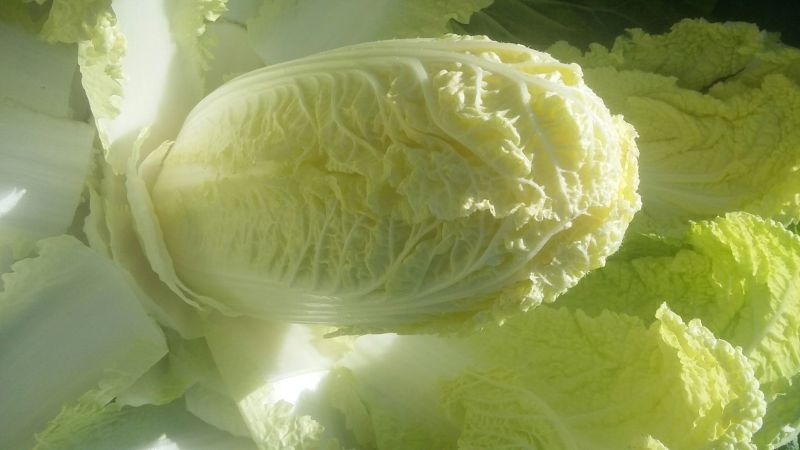 娃娃菜7~10两以上