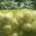 娃娃菜7~10两以上