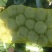 娃娃菜7~10两以上