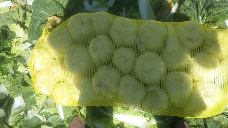 娃娃菜7~10两以上