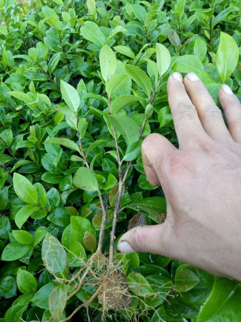 广西茶花苗红露贞赤丹占地茶花10~20cm高包邮