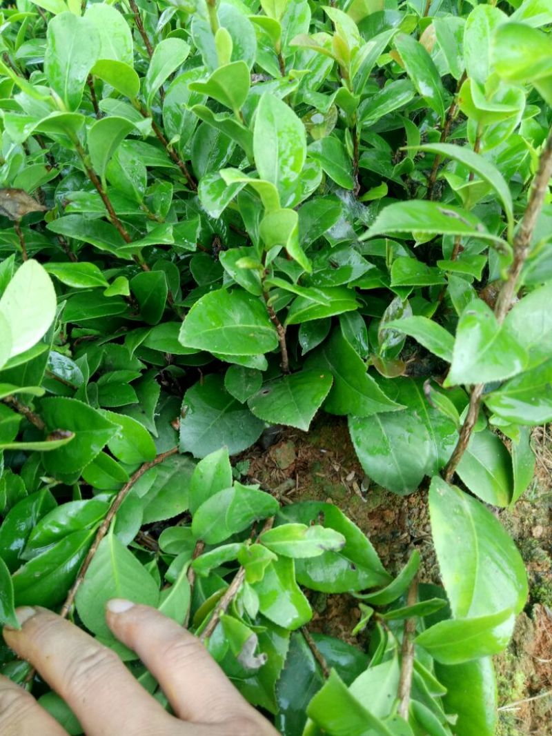 广西茶花苗红露贞赤丹占地茶花10~20cm高包邮
