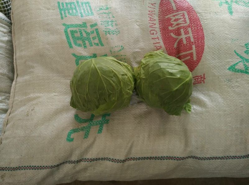 甘蓝1~2公斤精品